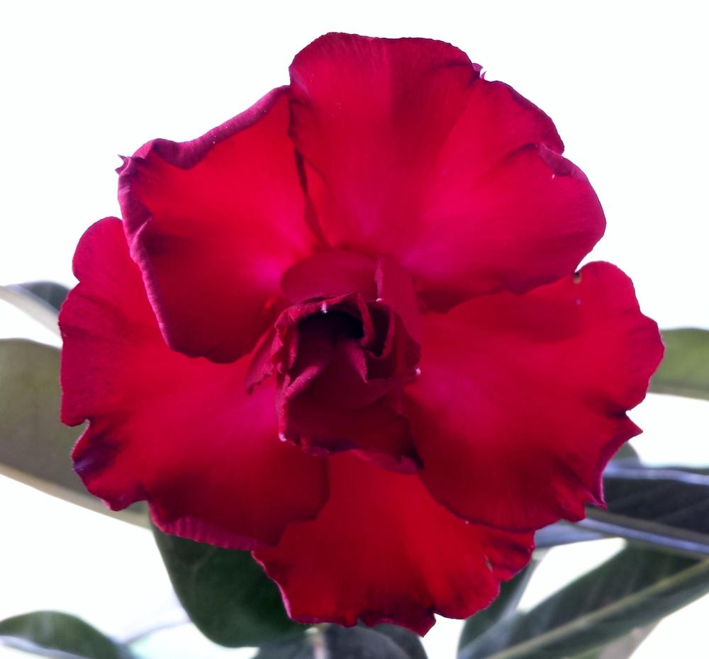 Photo of Desert Rose (Adenium obesum 'Red Eagle') uploaded by Rainbow