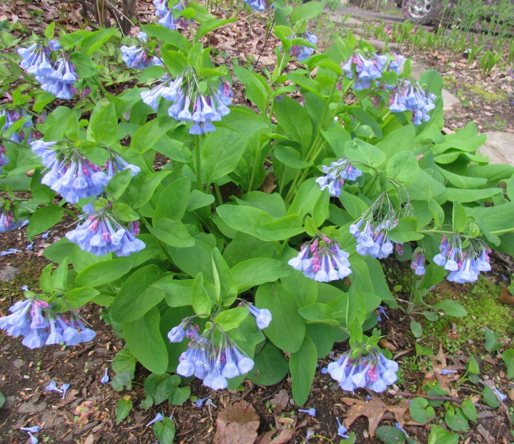 Photo of Virginia Bluebells (Mertensia virginica) uploaded by greenthumb99