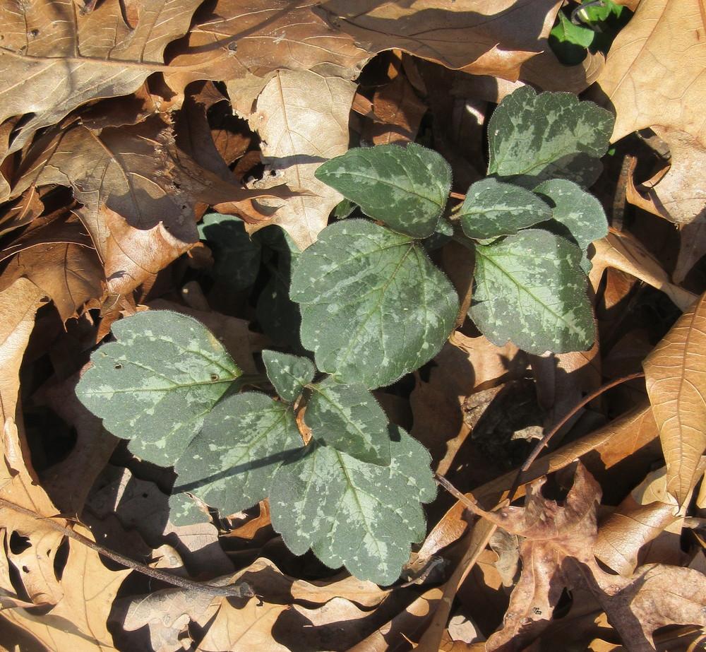 Photo of Allegheny Spurge (Pachysandra procumbens) uploaded by greenthumb99