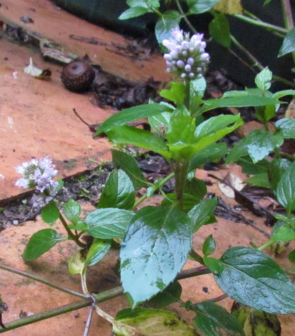 Photo of Field Mint (Mentha canadensis) uploaded by greenthumb99