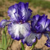 "Photo courtesy of Cayeux Iris. Used with permission."