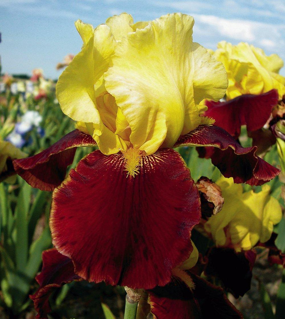 Photo of Tall Bearded Iris (Iris 'Andalou') uploaded by Misawa77