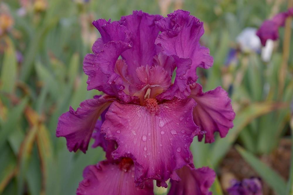 Photo of Tall Bearded Iris (Iris 'Ambroisie') uploaded by Misawa77