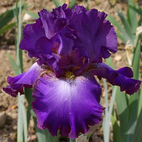 Photo of Tall Bearded Iris (Iris 'Afternoon in Rio') uploaded by Misawa77