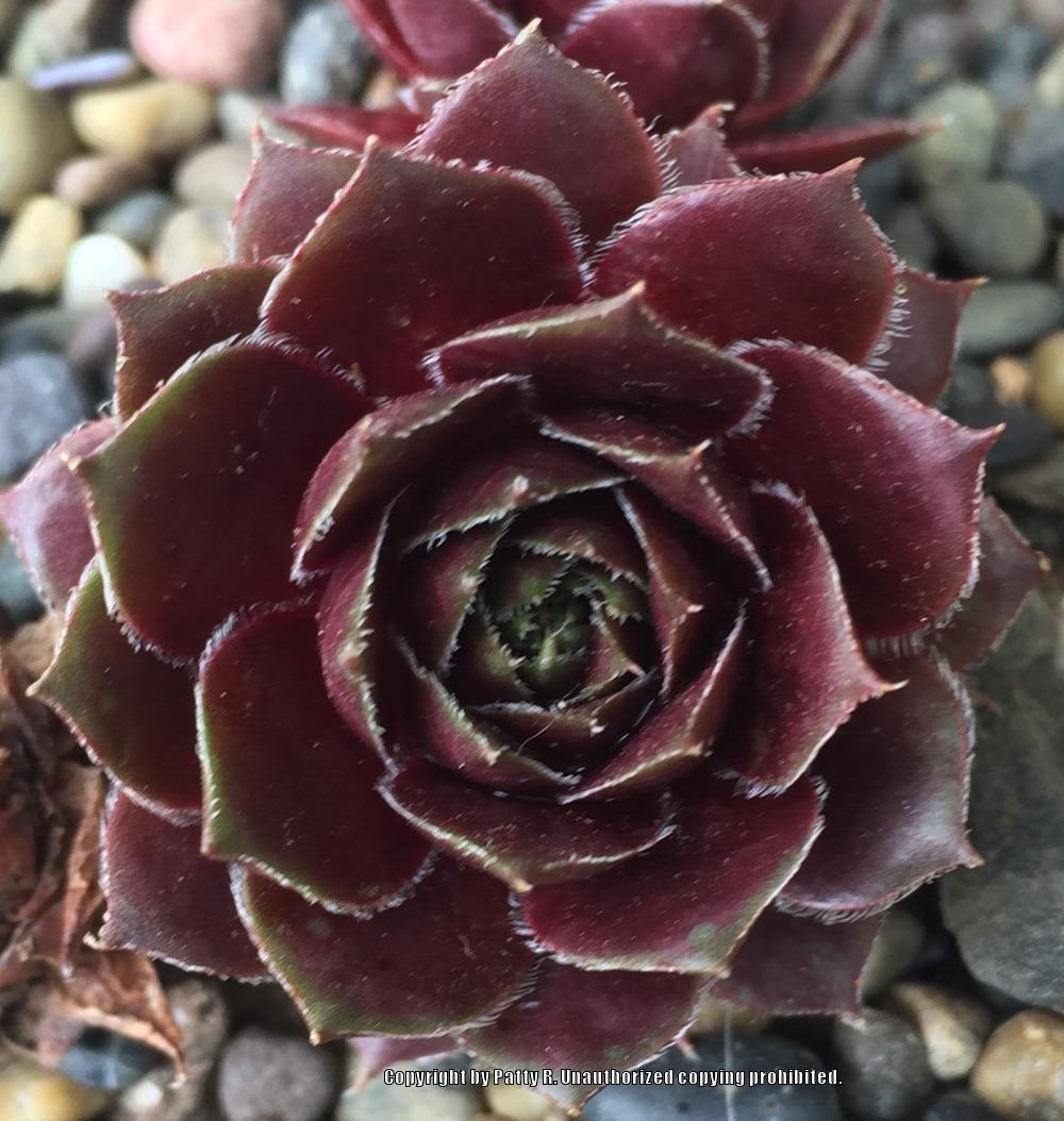 Photo of Hen and Chicks (Sempervivum 'Red Lion') uploaded by Patty