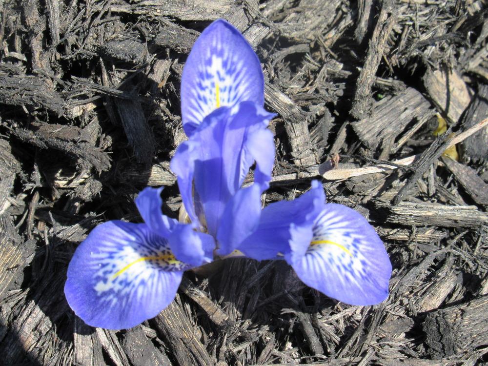 Photo of Reticulated Iris (Iris 'Lady Beatrix Stanley') uploaded by christine00