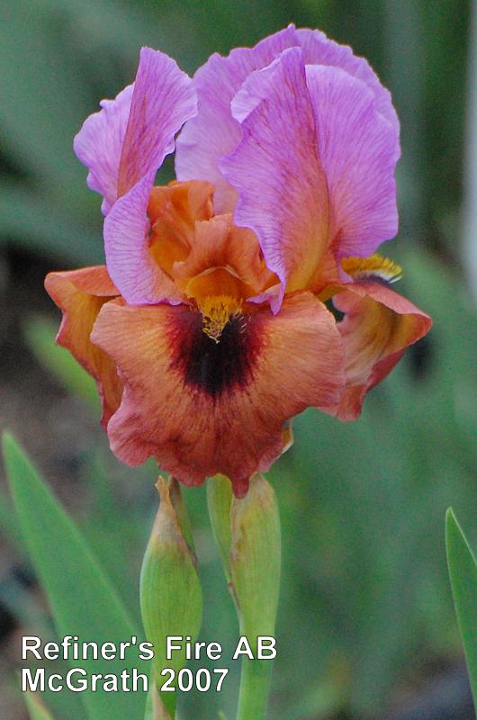 Photo of Arilbred Iris (Iris 'Refiner's Fire') uploaded by coboro
