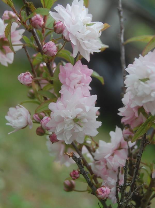 Photo of Pink Flowering Almond (Prunus glandulosa 'Sinensis') uploaded by pixie62560