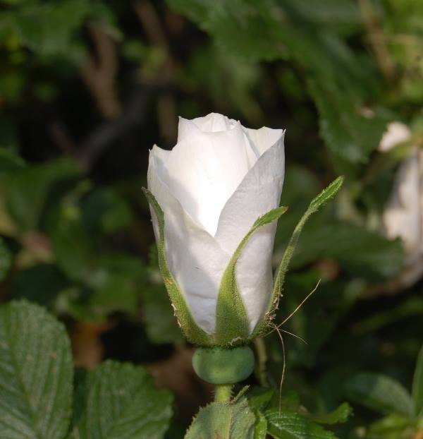 Photo of Rose (Rosa 'Iceberg') uploaded by pixie62560
