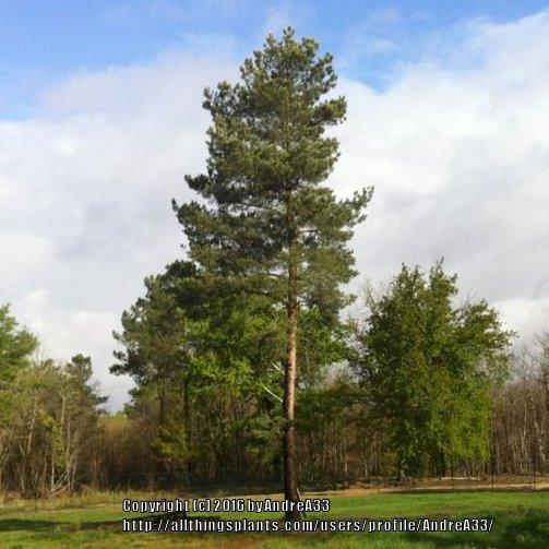 Photo of Scots Pine (Pinus sylvestris) uploaded by AndreA33