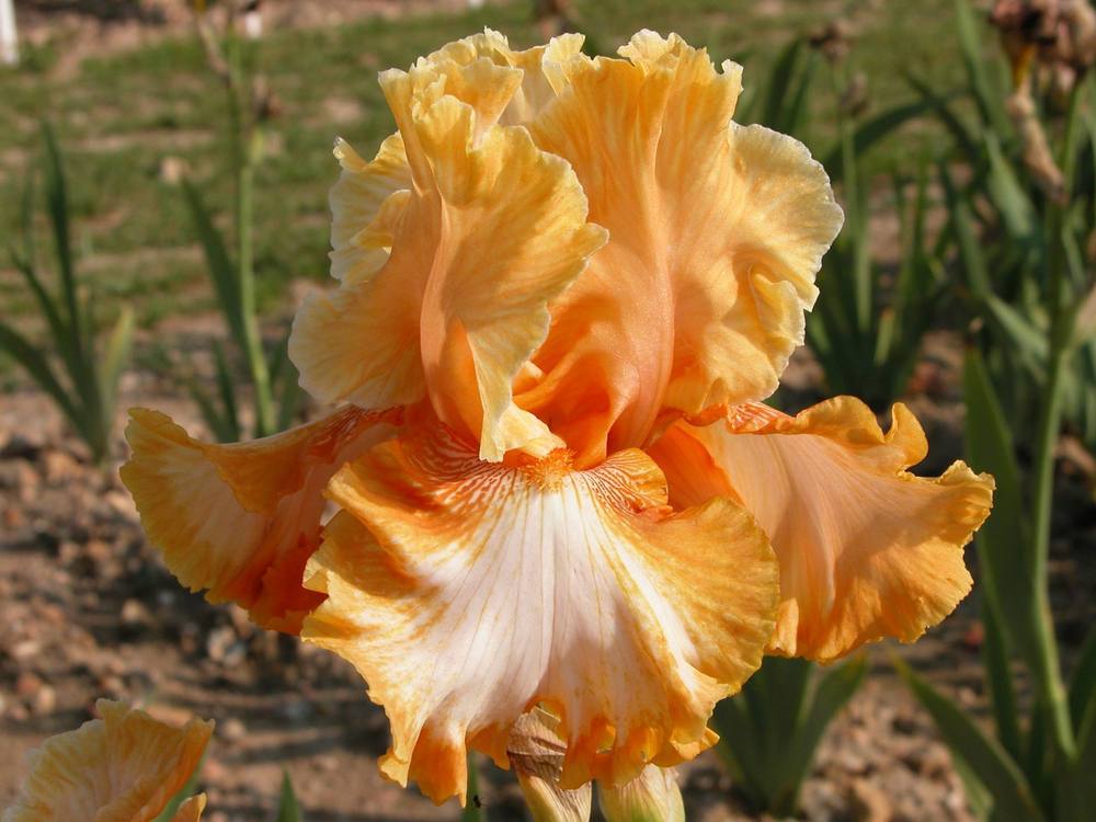 Photo of Tall Bearded Iris (Iris 'Cajun Rhythm') uploaded by Misawa77