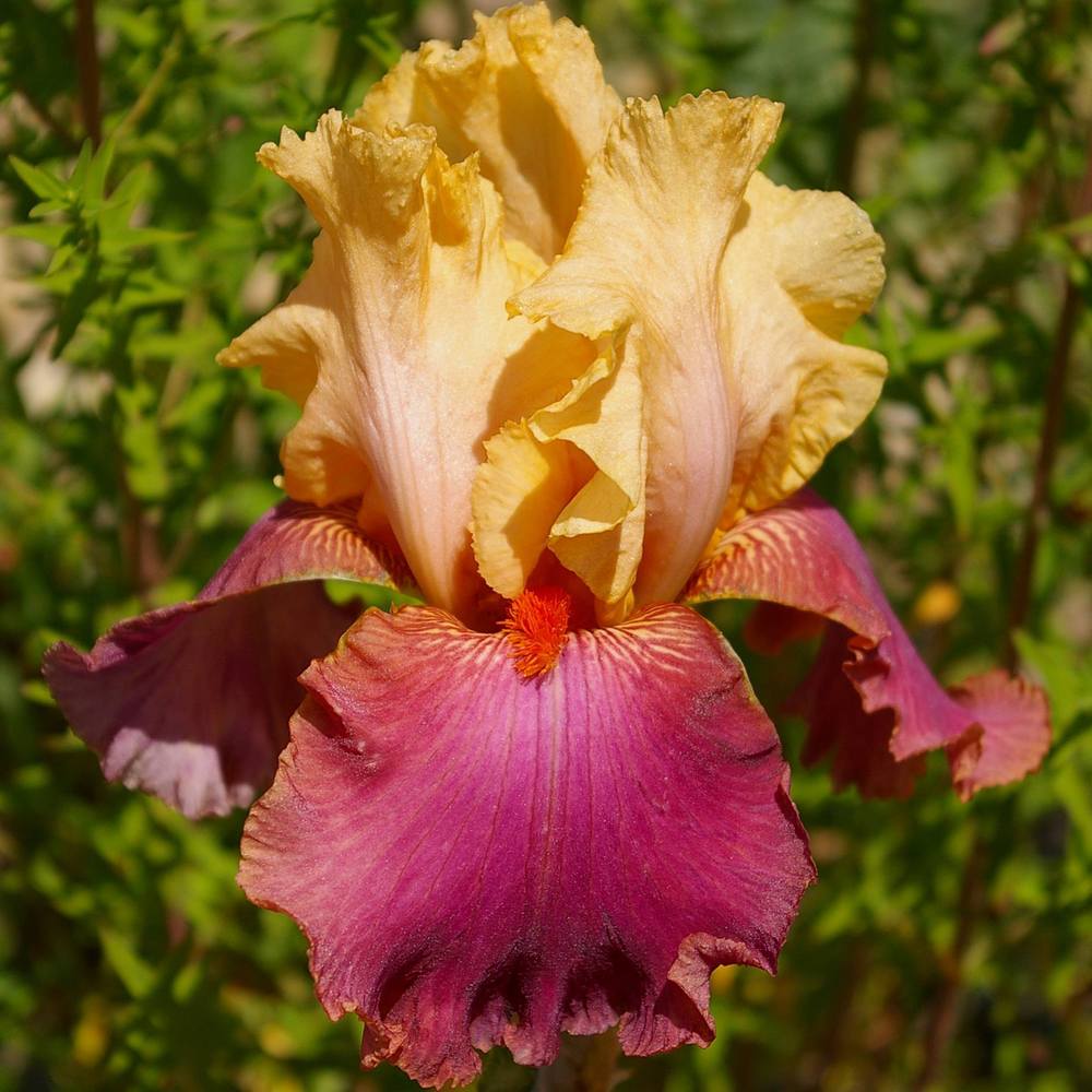 Photo of Tall Bearded Iris (Iris 'Frimousse') uploaded by Misawa77