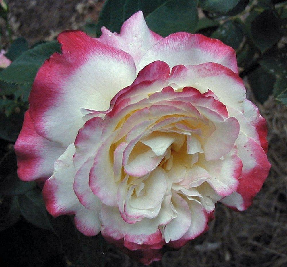 Photo of Hybrid Tea Rose (Rosa 'Double Delight') uploaded by RoseBlush1