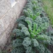 Planted in September 2014, these hardy Winterbor Kale produced sw
