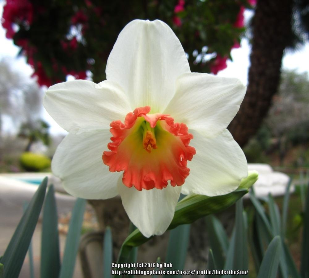 Photo of Large-Cupped Daffodil (Narcissus 'Pink Charm') uploaded by UndertheSun