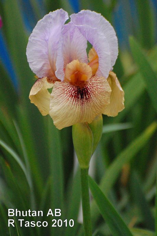 Photo of Arilbred Iris (Iris 'Bhutan') uploaded by coboro