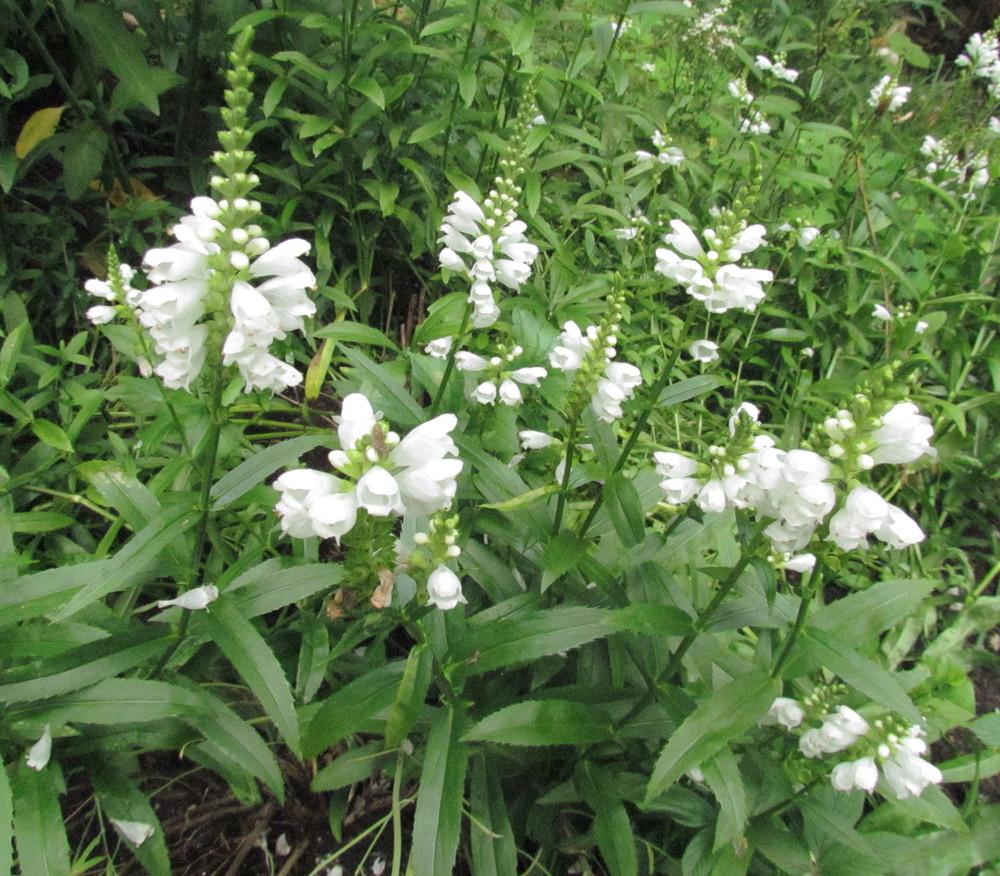 Photo of Obedient Plant (Physostegia virginiana 'Miss Manners') uploaded by greenthumb99