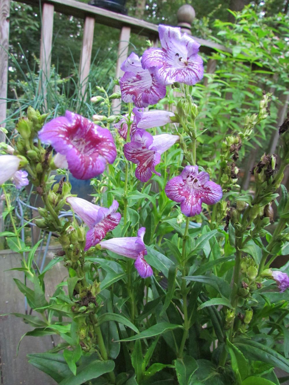 Photo of Penstemon 'Blueberry Taffy' uploaded by greenthumb99