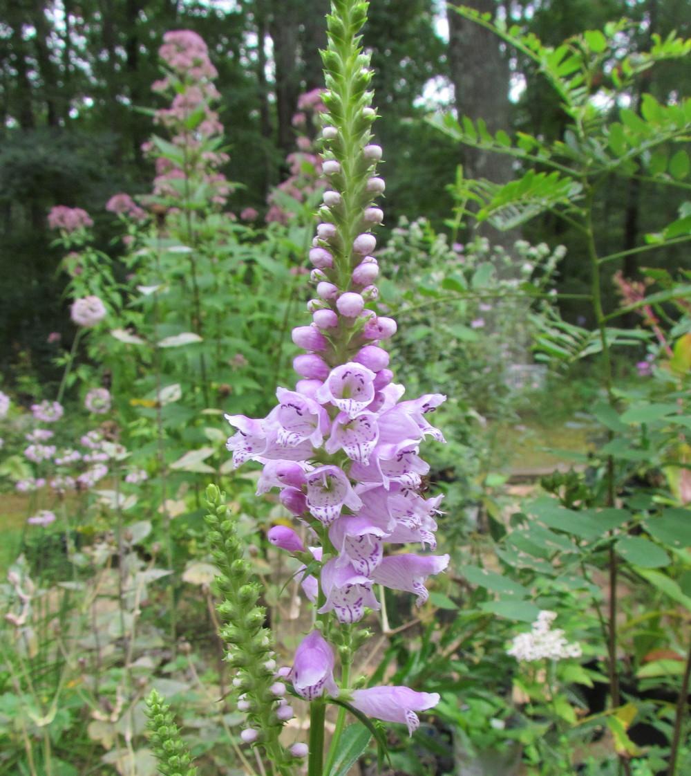 Photo of Obedient Plant (Physostegia virginiana) uploaded by greenthumb99