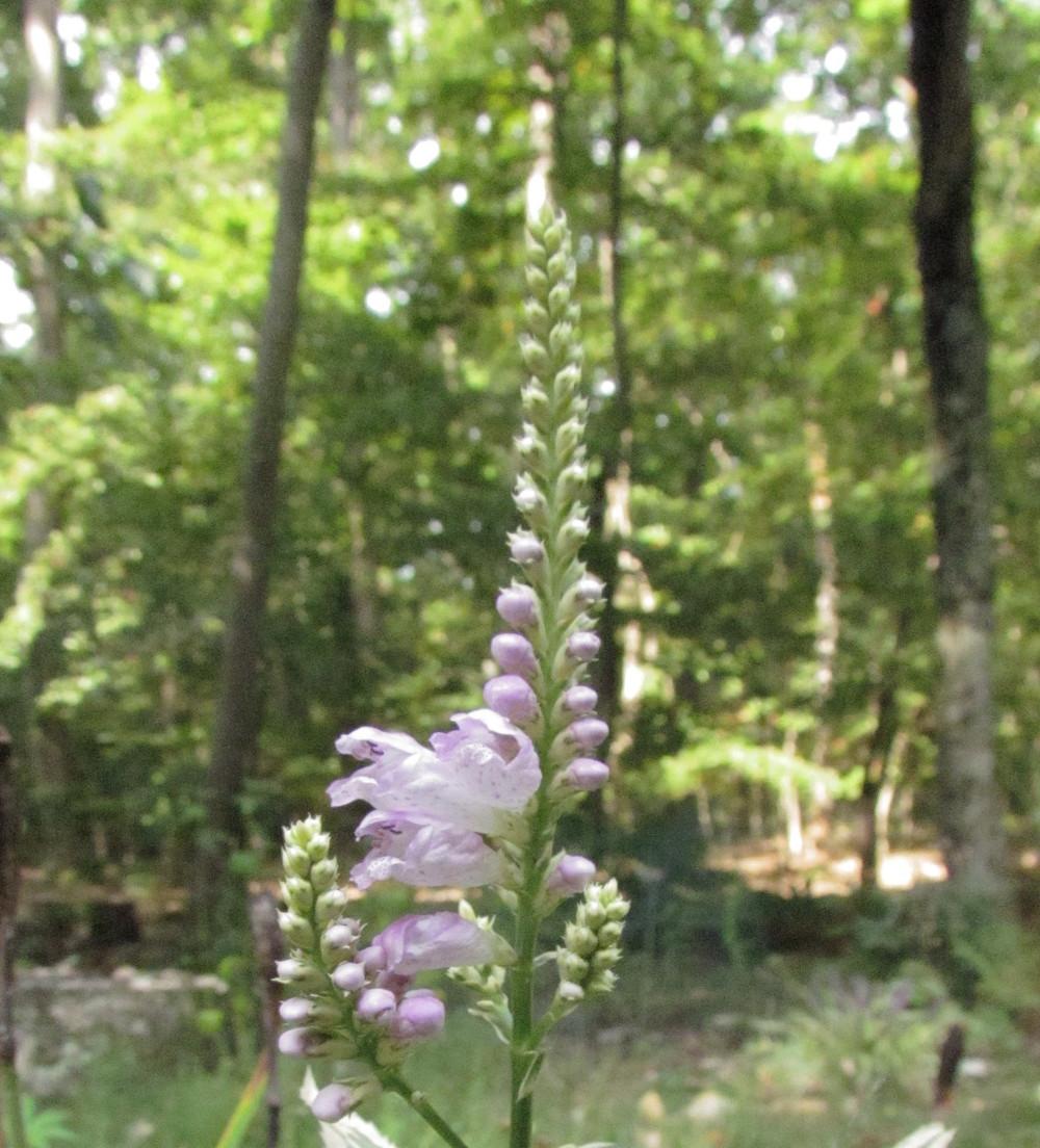 Photo of Variegated Obedient Plant (Physostegia virginiana 'Variegata') uploaded by greenthumb99