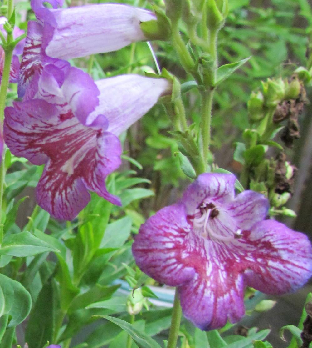 Photo of Penstemon 'Blueberry Taffy' uploaded by greenthumb99