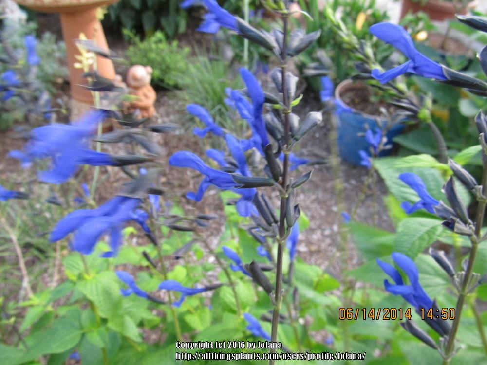 Photo of Anise-Scented Sage (Salvia coerulea 'Black and Blue') uploaded by Jolana