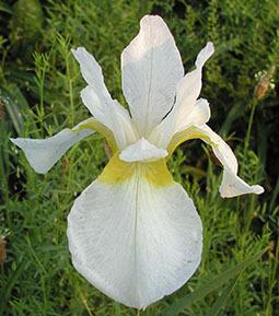 Photo of Siberian Iris (Iris 'Fourfold White') uploaded by Joy