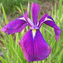 Photo of Japanese Iris (Iris ensata 'Cry of Rejoice') uploaded by Joy