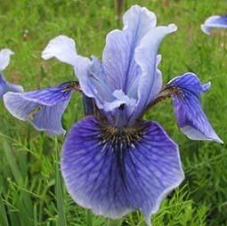 Photo of Siberian Iris (Iris 'Superego') uploaded by Joy