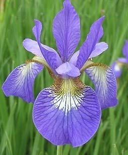 Photo of Siberian Iris (Iris 'Alter Ego') uploaded by Joy