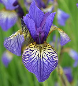 Photo of Siberian Iris (Iris 'Shaker's Prayer') uploaded by Joy