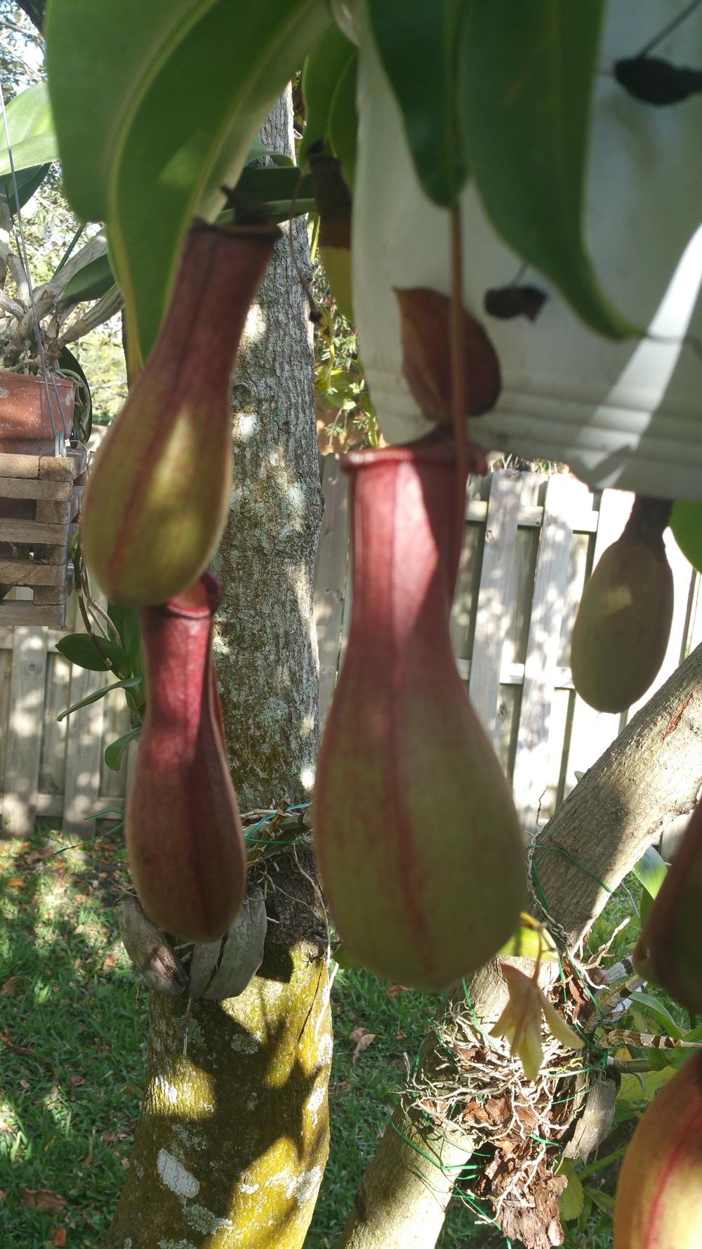 Photo of Winged Pitcher Plant (Nepenthes alata) uploaded by MamaIve12