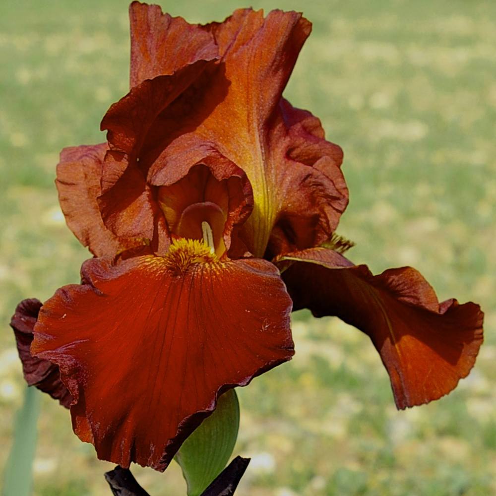 Photo of Tall Bearded Iris (Iris 'Sultan's Palace') uploaded by Misawa77