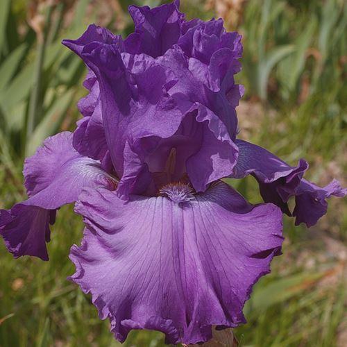 Photo of Tall Bearded Iris (Iris 'Rhinelander') uploaded by Misawa77