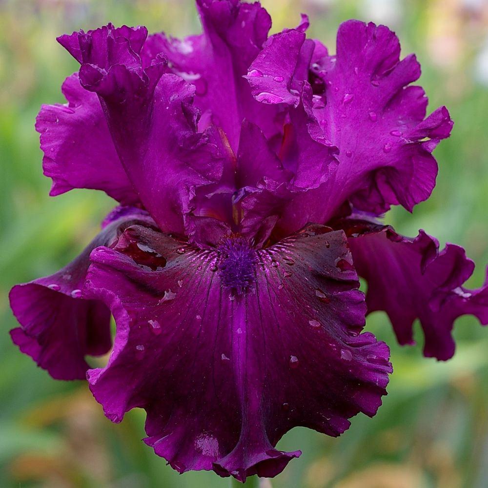 Photo of Tall Bearded Iris (Iris 'Purple Serenade') uploaded by Misawa77