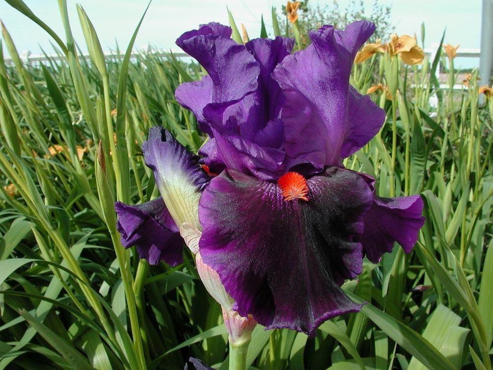 Photo of Tall Bearded Iris (Iris 'Local Color') uploaded by Misawa77