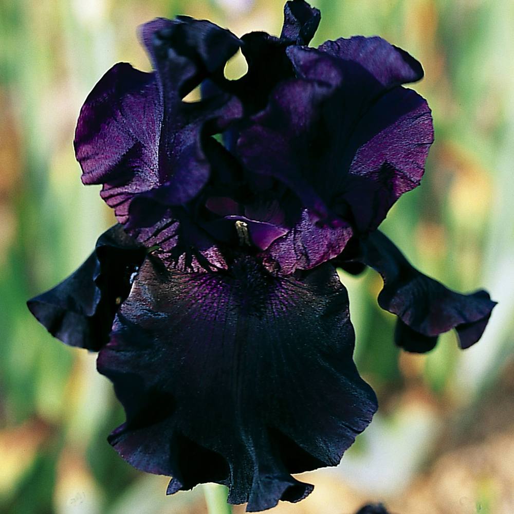 Photo of Tall Bearded Iris (Iris 'Paint It Black') uploaded by Misawa77