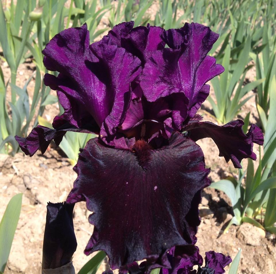 Photo of Tall Bearded Iris (Iris 'Premier Cru') uploaded by Misawa77