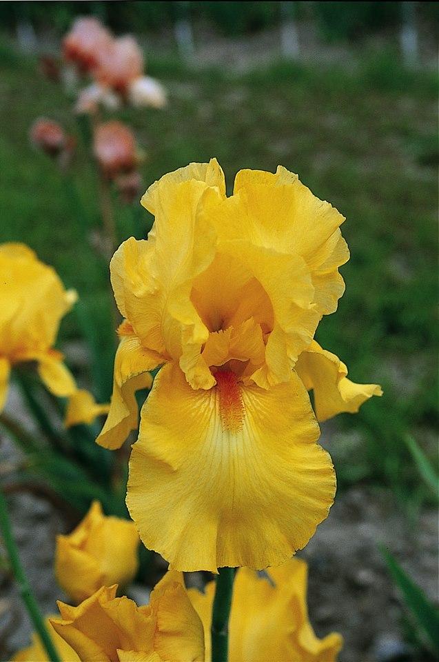 Photo of Tall Bearded Iris (Iris 'Cote d'Or') uploaded by Misawa77