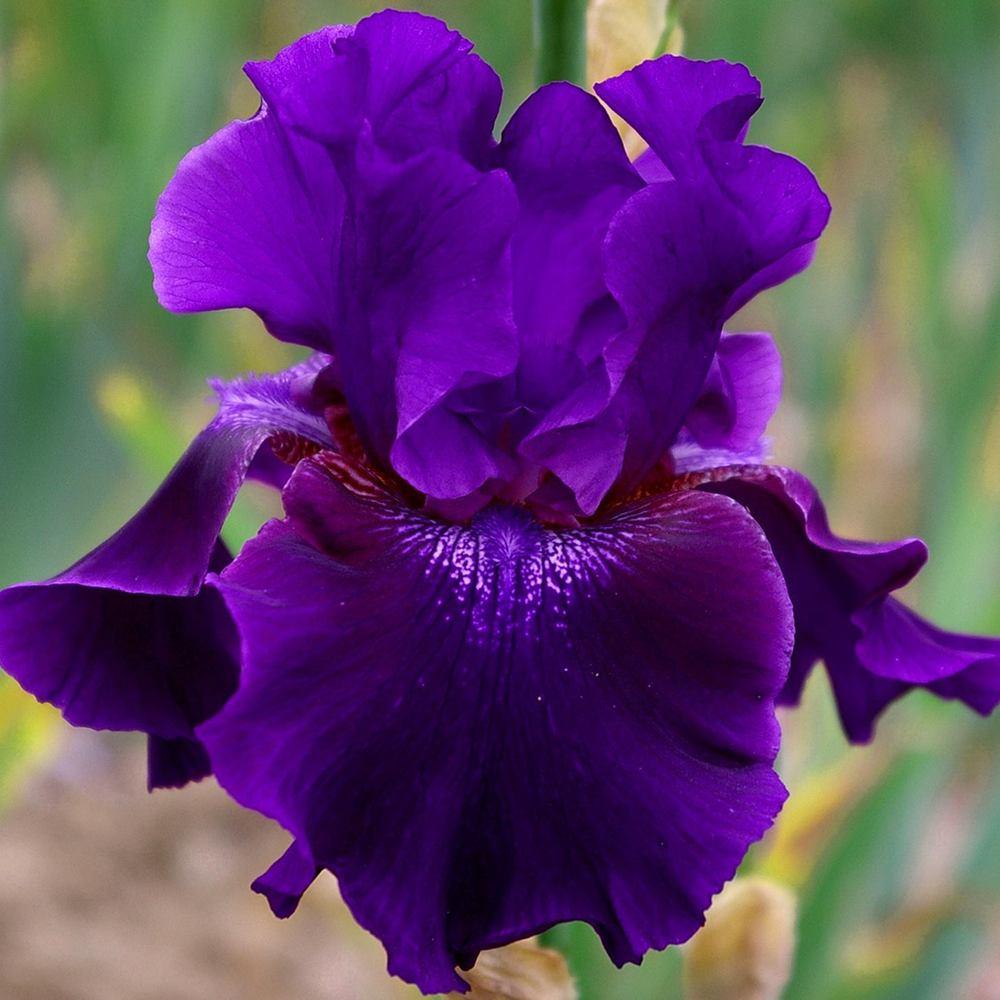 Photo of Tall Bearded Iris (Iris 'Rosalie Figge') uploaded by Misawa77