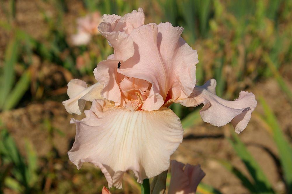 Photo of Tall Bearded Iris (Iris 'Beverly Sills') uploaded by Misawa77