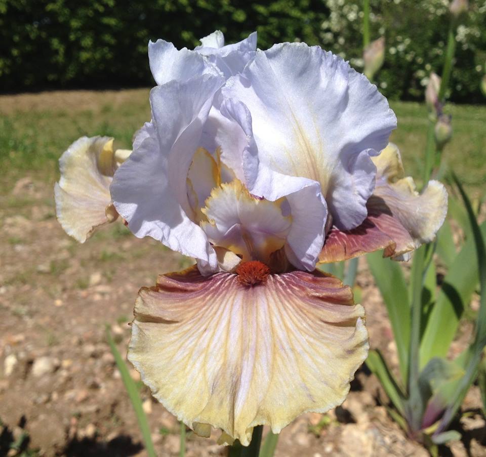Photo of Tall Bearded Iris (Iris 'Guatemala') uploaded by Misawa77