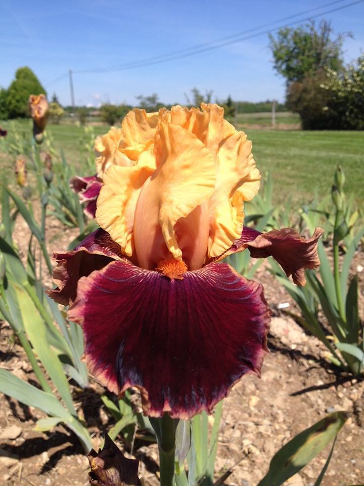 Photo of Tall Bearded Iris (Iris 'Santiago Castroviejo') uploaded by Misawa77