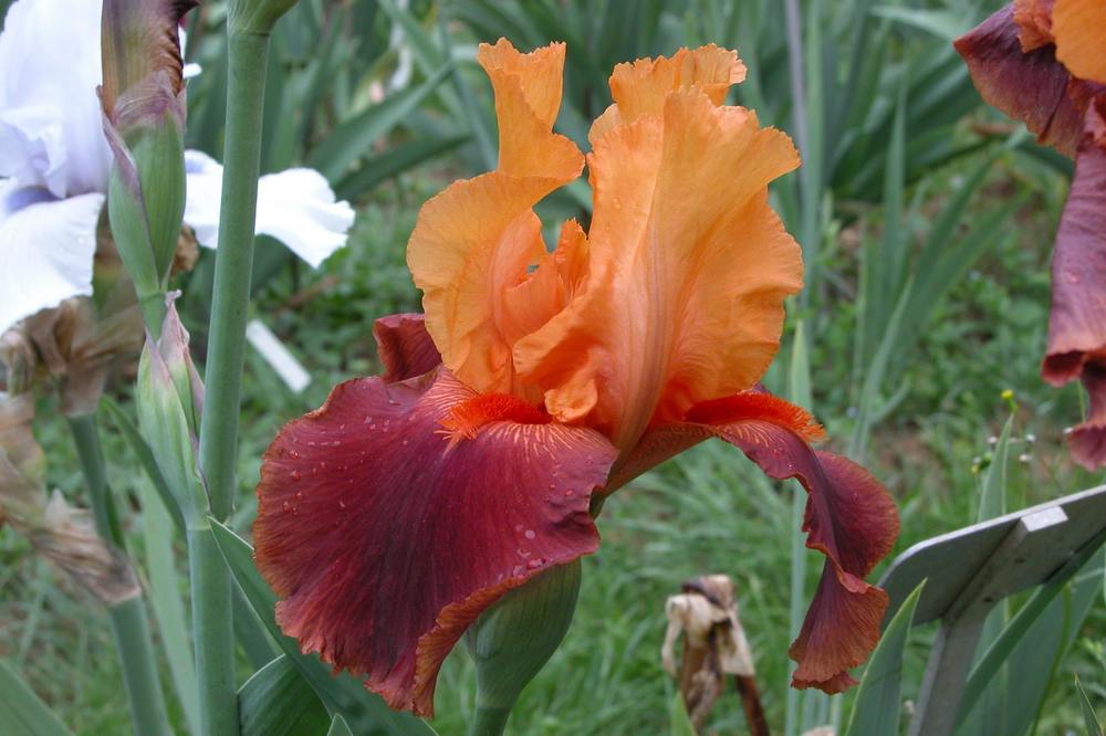 Photo of Tall Bearded Iris (Iris 'Torero') uploaded by Misawa77