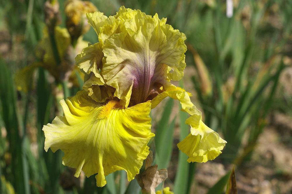 Photo of Tall Bearded Iris (Iris 'Secret Rites') uploaded by Misawa77
