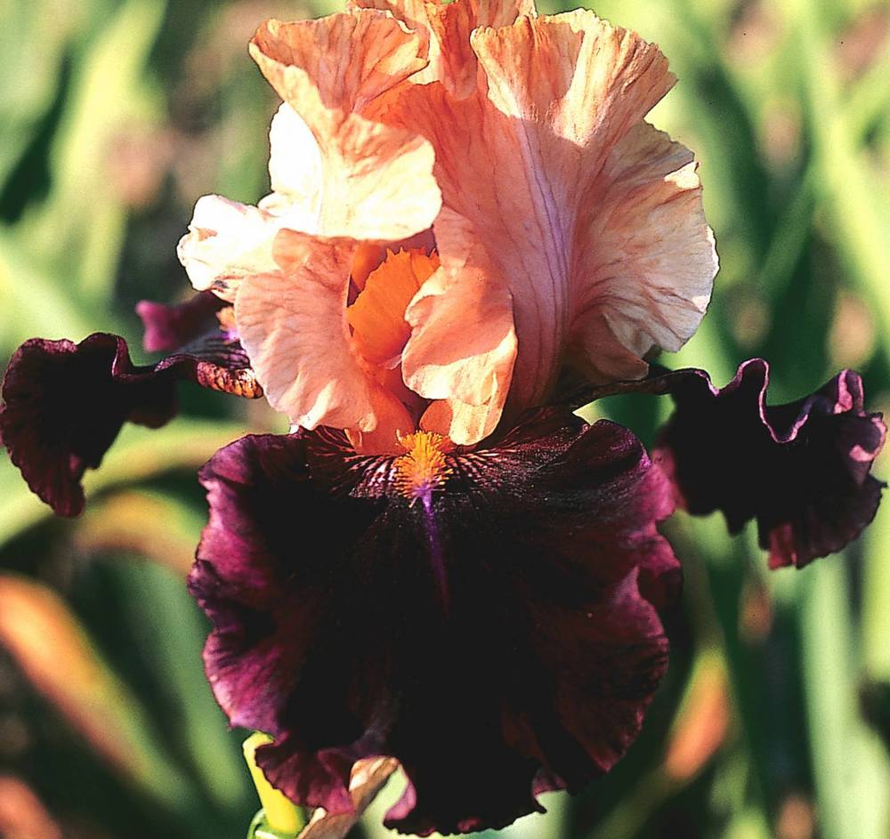 Photo of Tall Bearded Iris (Iris 'Rustic Royalty') uploaded by Misawa77