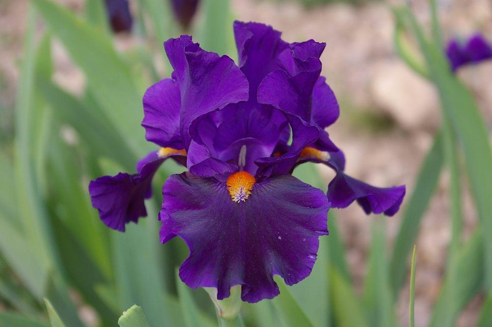 Photo of Tall Bearded Iris (Iris 'Tom Johnson') uploaded by Misawa77
