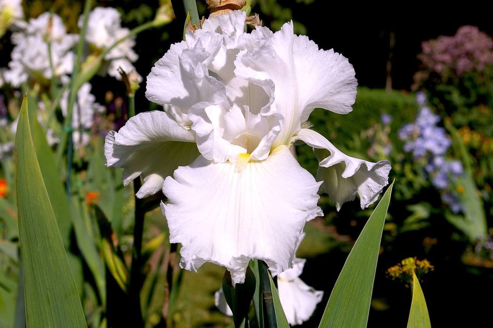 Photo of Tall Bearded Iris (Iris 'Arctic Age') uploaded by Misawa77
