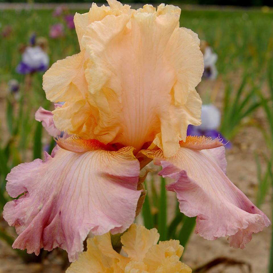 Photo of Tall Bearded Iris (Iris 'Tropical Delight') uploaded by Misawa77