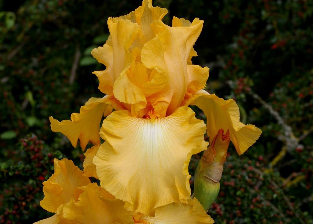 Photo of Tall Bearded Iris (Iris 'Peau de Pêche') uploaded by Misawa77